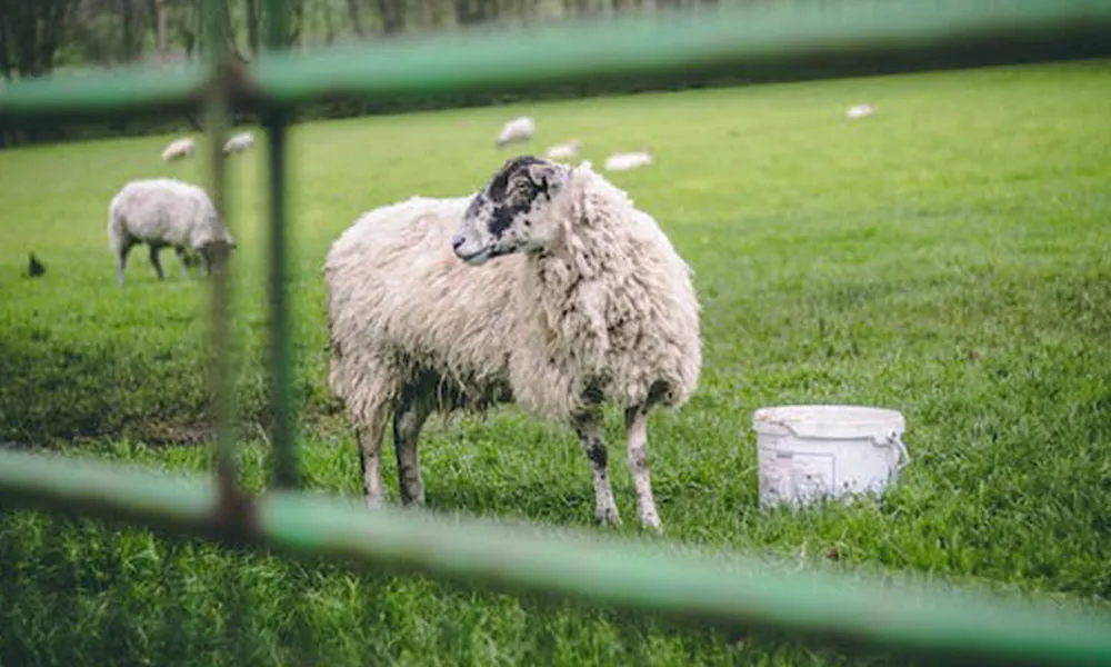 Pre-Tupping Ewe Health