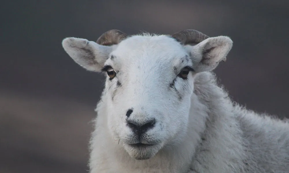 Liver Fluke: Do You Have an Autumn Dosing Strategy?