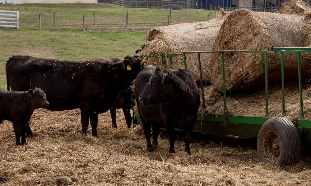 3 Great Ways of Preventing Grass Tetany 