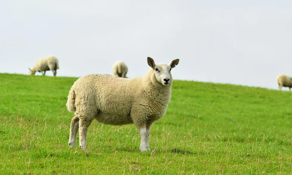 Strong grass growth ideal for store lambs?